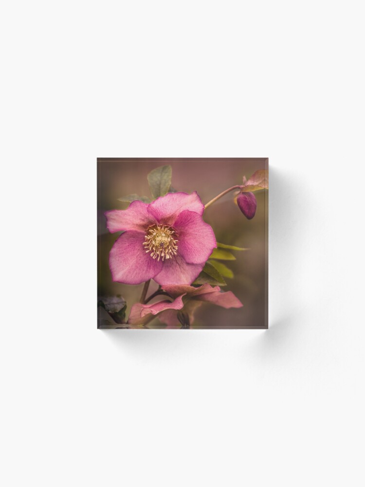 Alternate view of Christmas Rose Acrylic Block