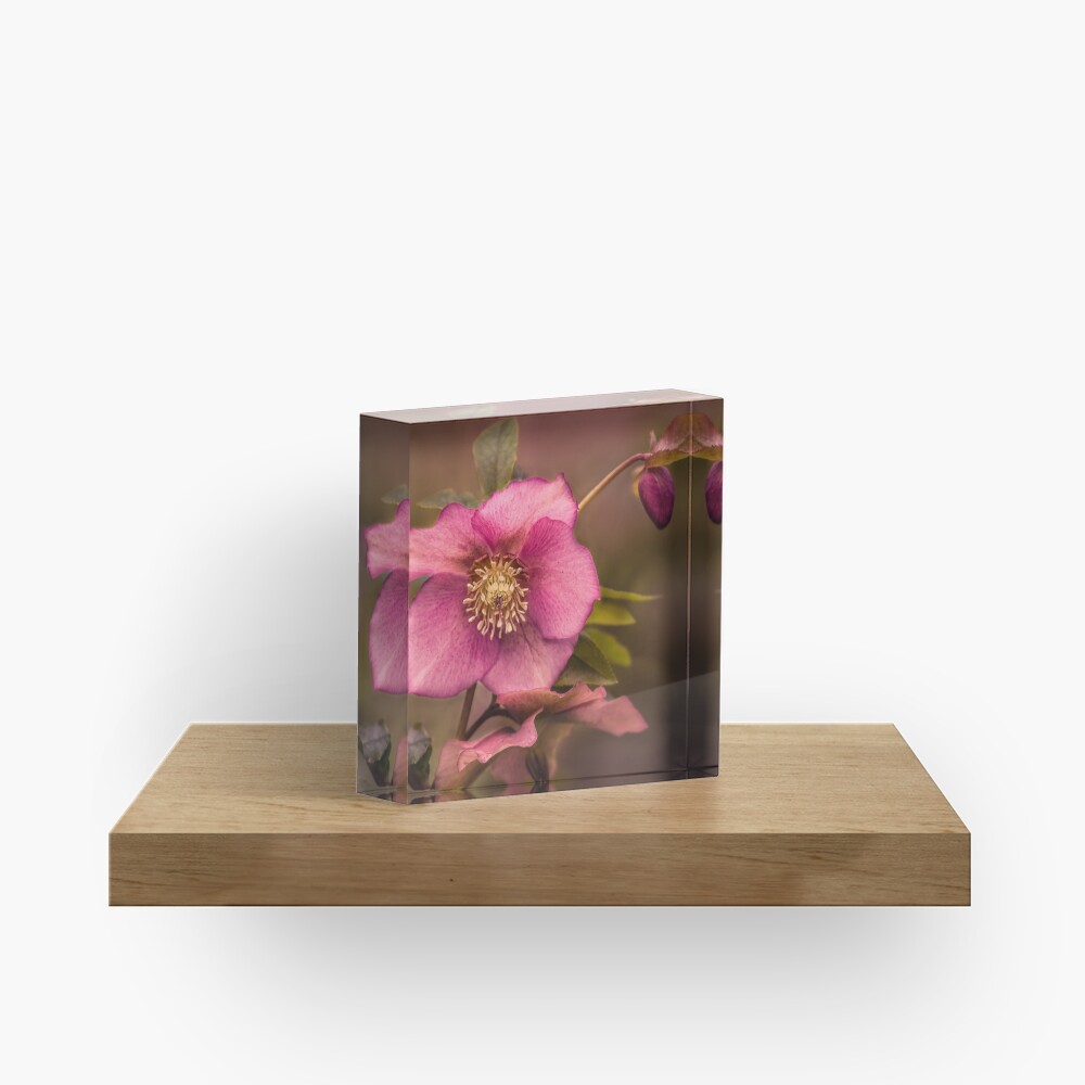 Christmas Rose Acrylic Block