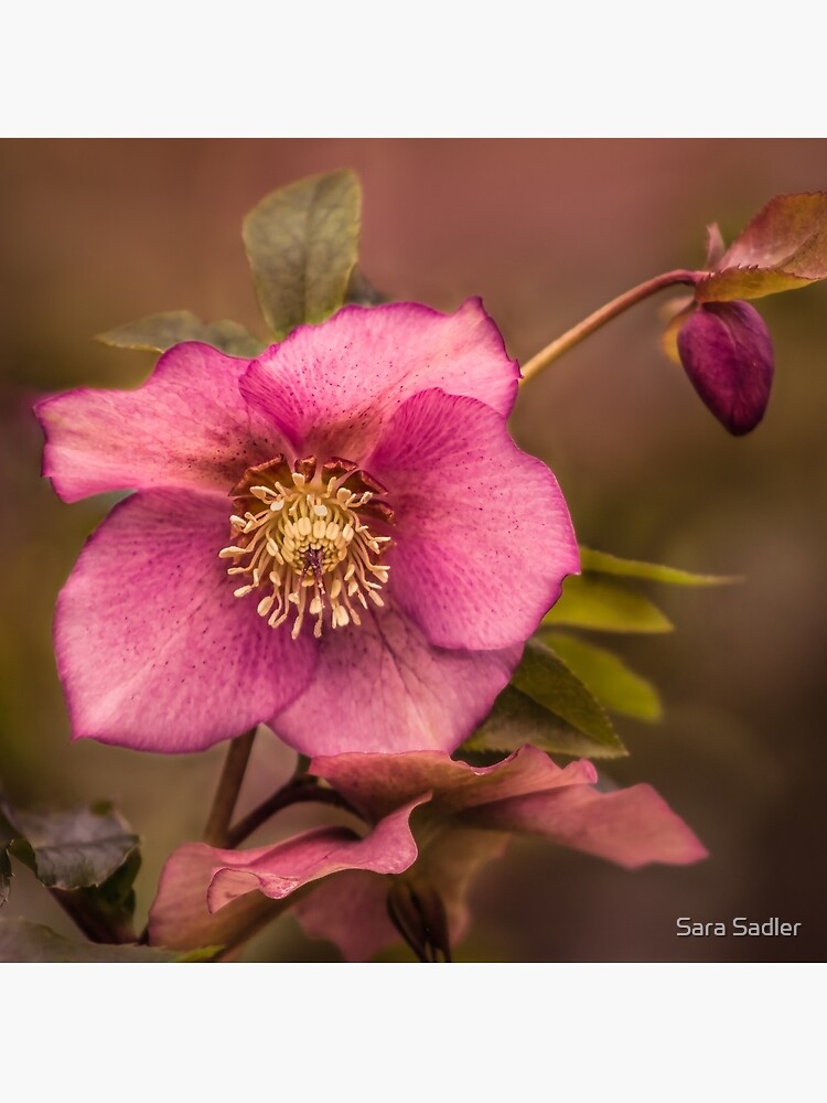 Christmas Rose by sadler2121