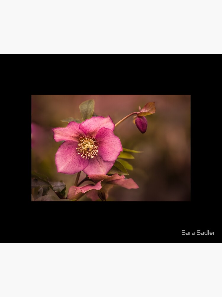 Christmas Rose by sadler2121
