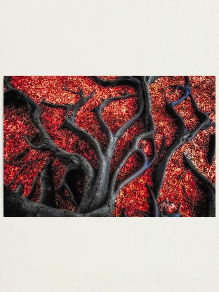 Alternate view of Red Roots Photographic Print