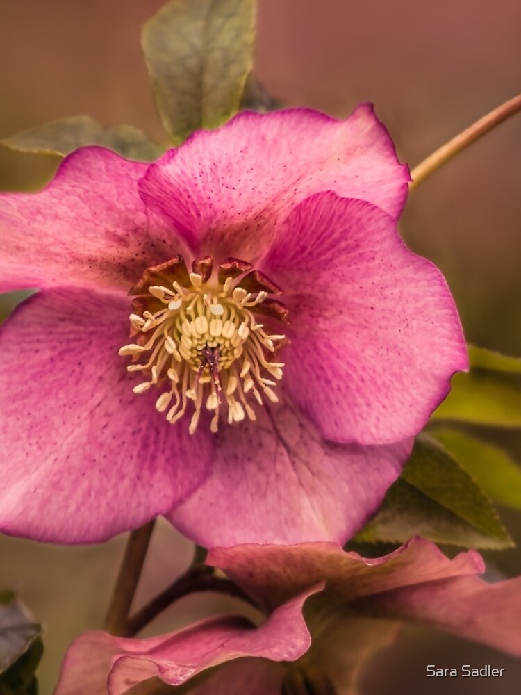Christmas Rose by sadler2121