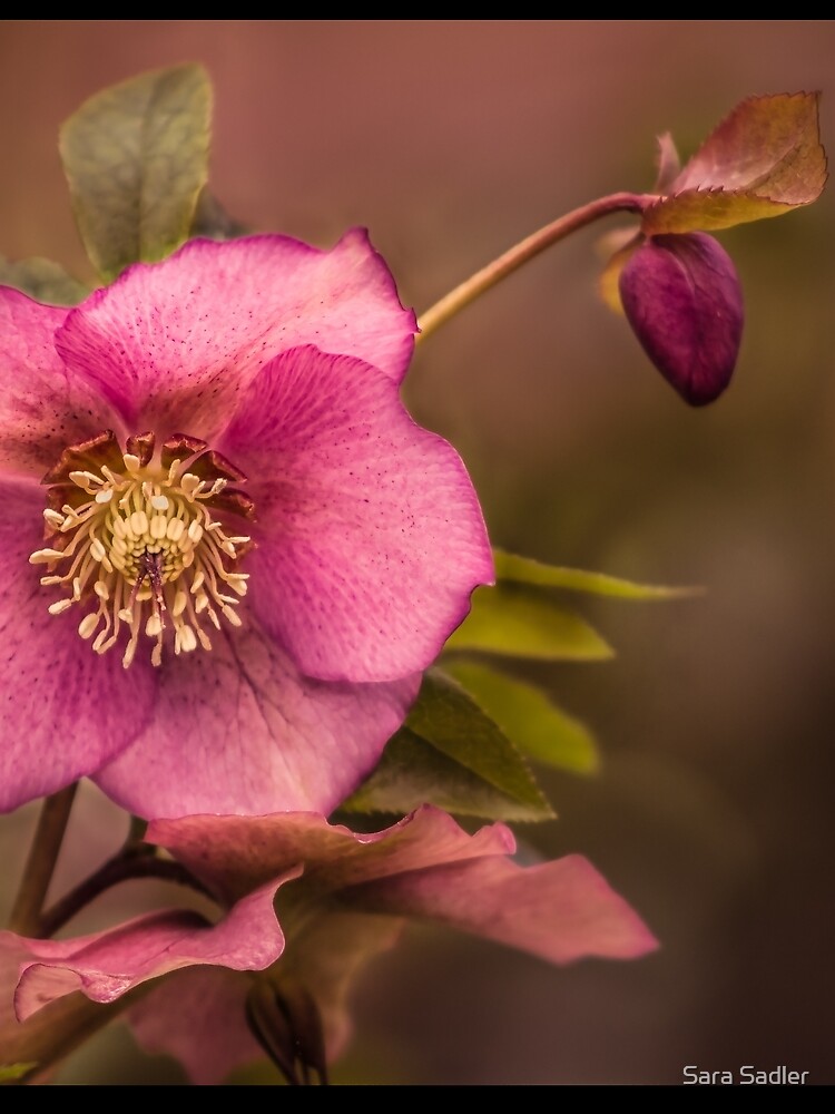 Christmas Rose by sadler2121