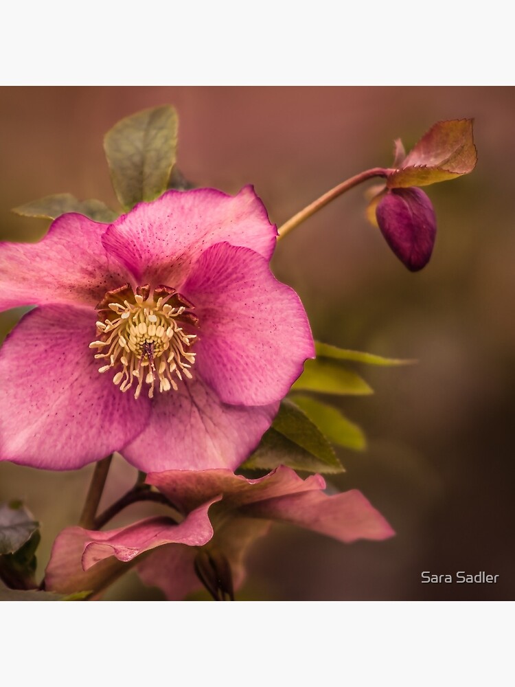 Christmas Rose by sadler2121