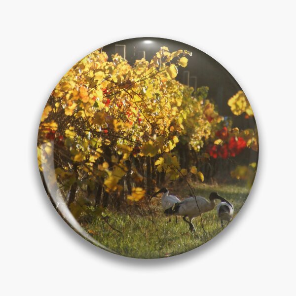 Item preview, Australian White Ibis in Vineyard Vines - Autumn at Magpie Springs Adelaide Hills designed and sold by MagpieSprings.