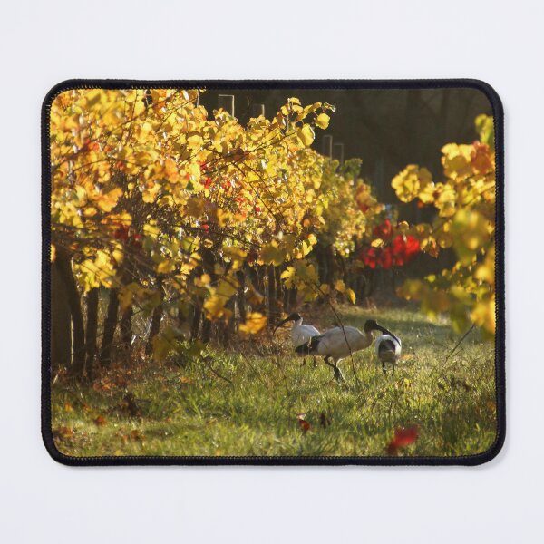 Item preview, Australian White Ibis in Vineyard Vines - Autumn at Magpie Springs Adelaide Hills designed and sold by MagpieSprings.
