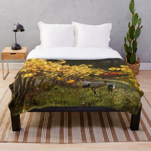 Item preview, Australian White Ibis in Vineyard Vines - Autumn at Magpie Springs Adelaide Hills designed and sold by MagpieSprings.
