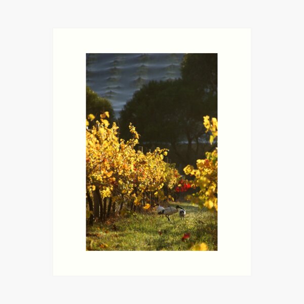 Ibis in the Vines - Magpie Springs - Adelaide Hills Wine Region - Fleurieu Peninsula - South Australia Art Print