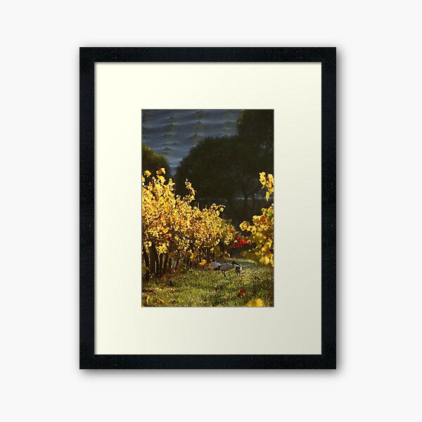 Ibis in the Vines - Magpie Springs - Adelaide Hills Wine Region - Fleurieu Peninsula - South Australia Framed Art Print