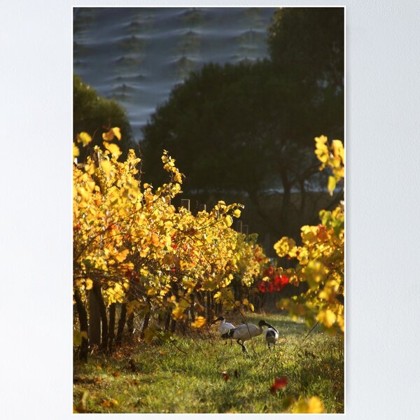 Ibis in the Vines - Magpie Springs - Adelaide Hills Wine Region - Fleurieu Peninsula - South Australia Poster
