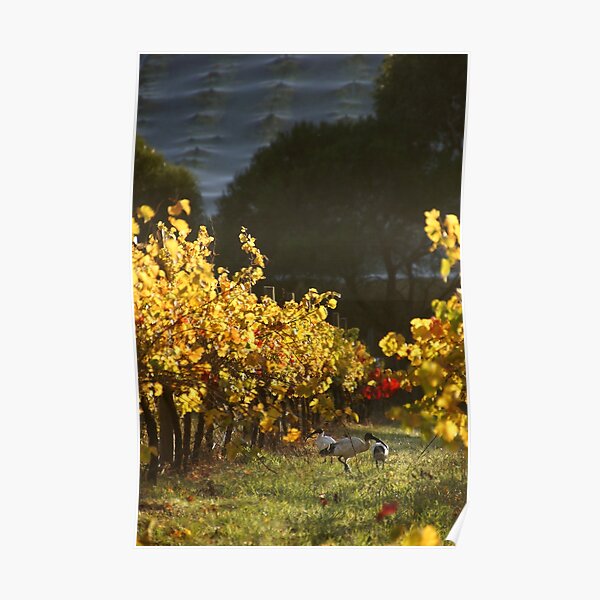 Ibis in the Vines - Magpie Springs - Adelaide Hills Wine Region - Fleurieu Peninsula - South Australia Poster