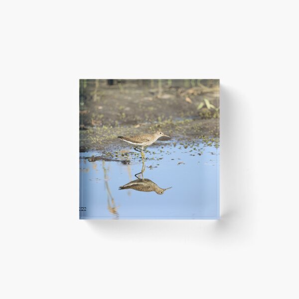 Item preview, A Pectoral Sandpiper Reflection designed and sold by Jeff Ore.