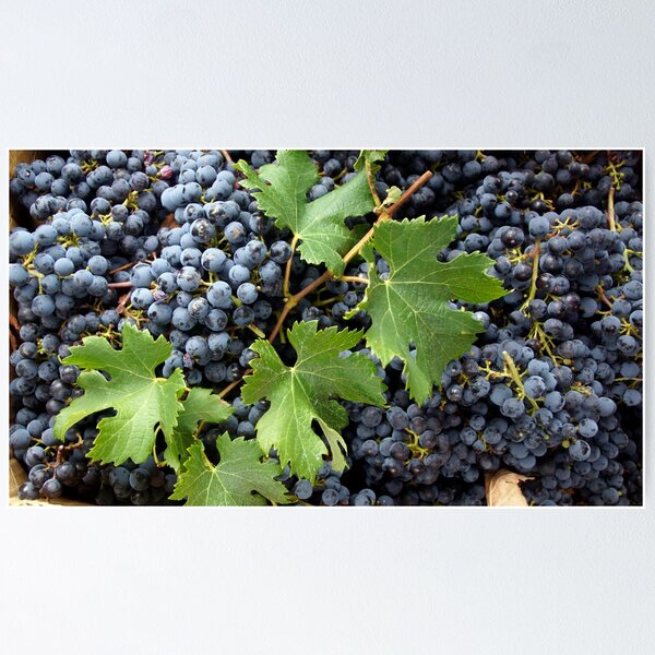 Merlot - by South Australian artist Avril Thomas at Magpie Springs - Adelaide Hills - Fleurieu Peninsula - Winery Poster