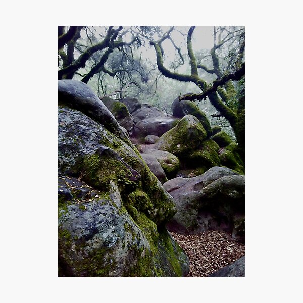 vertical spooky woods #2 Photographic Print