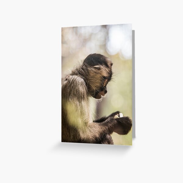Monkey Greeting Card