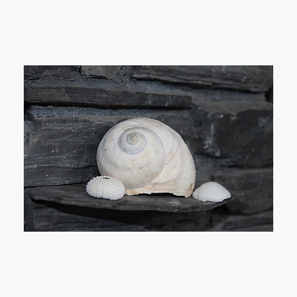 Item preview, Shells designed and sold by EZR-art.
