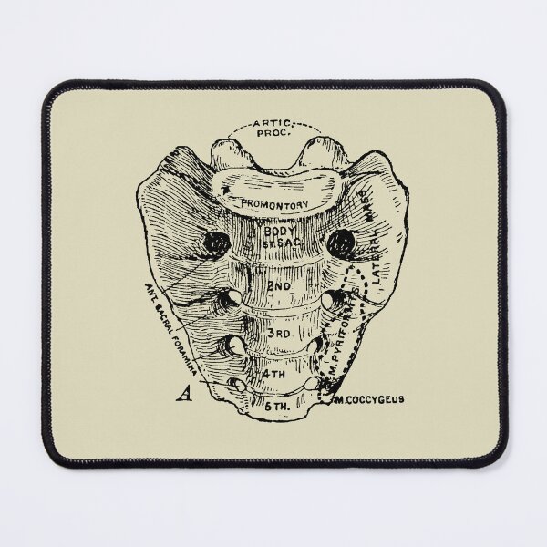 Item preview, Human sacrum bone vintage anatomy  designed and sold by Preslava Genova.