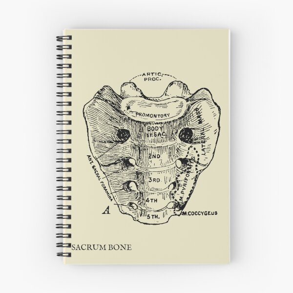 Item preview, Human sacrum bone vintage anatomy  designed and sold by Preslava Genova.