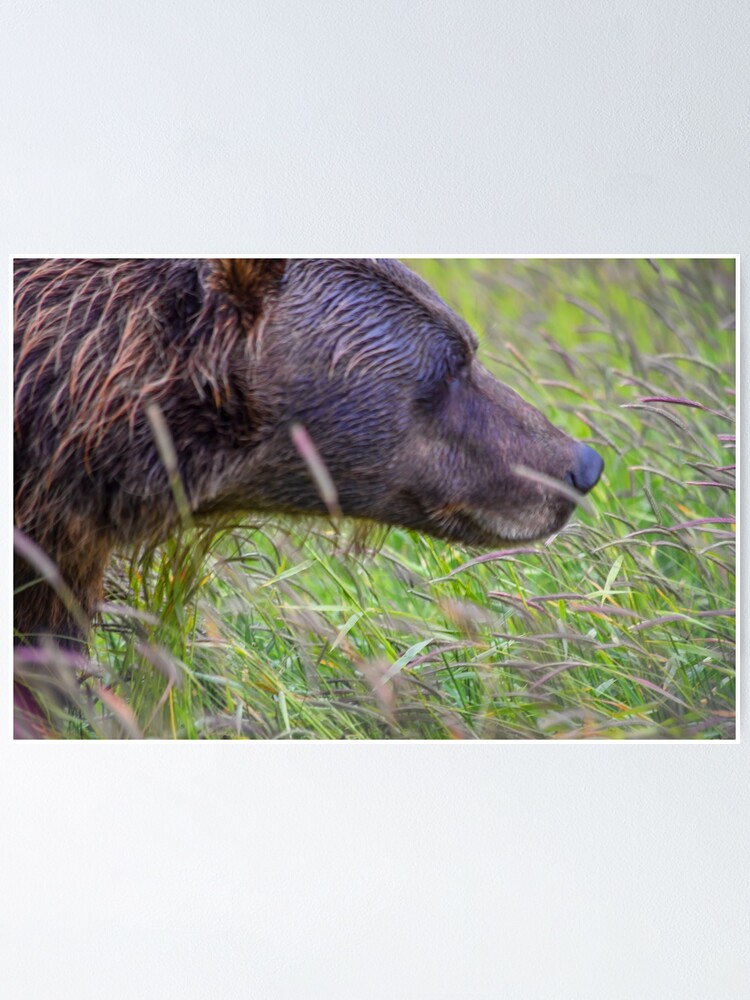 Brown Bears - Alaska Wildlife Conservation Center