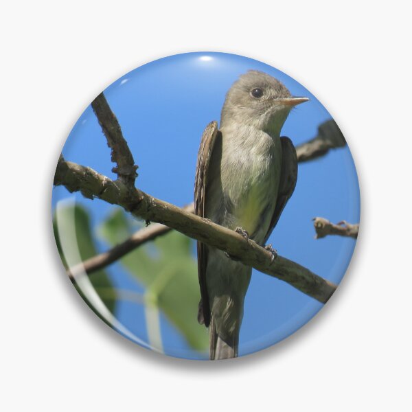 Artikelvorschau, Eastern Wood-Pewee No.2 entworfen und verkauft von MaryLinH.