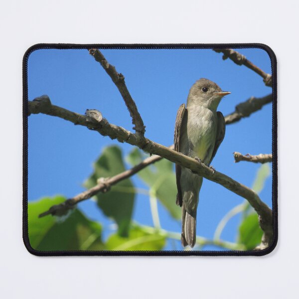 Item preview, Eastern Wood-Pewee No.2 designed and sold by MaryLinH.
