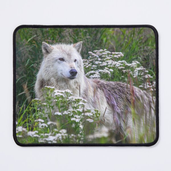Item preview, USA. Alaska. Alaska Wildlife Conservation Center. Arctic Wolf. designed and sold by vadim19.