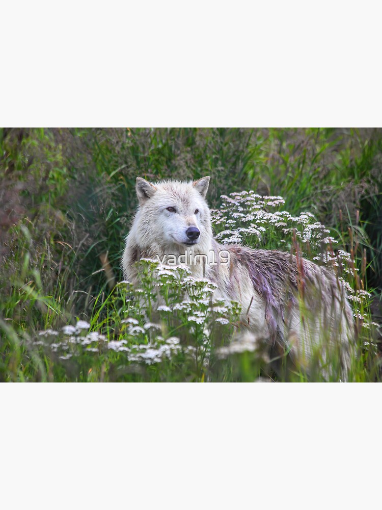 Wolves - Alaska Wildlife Conservation Center