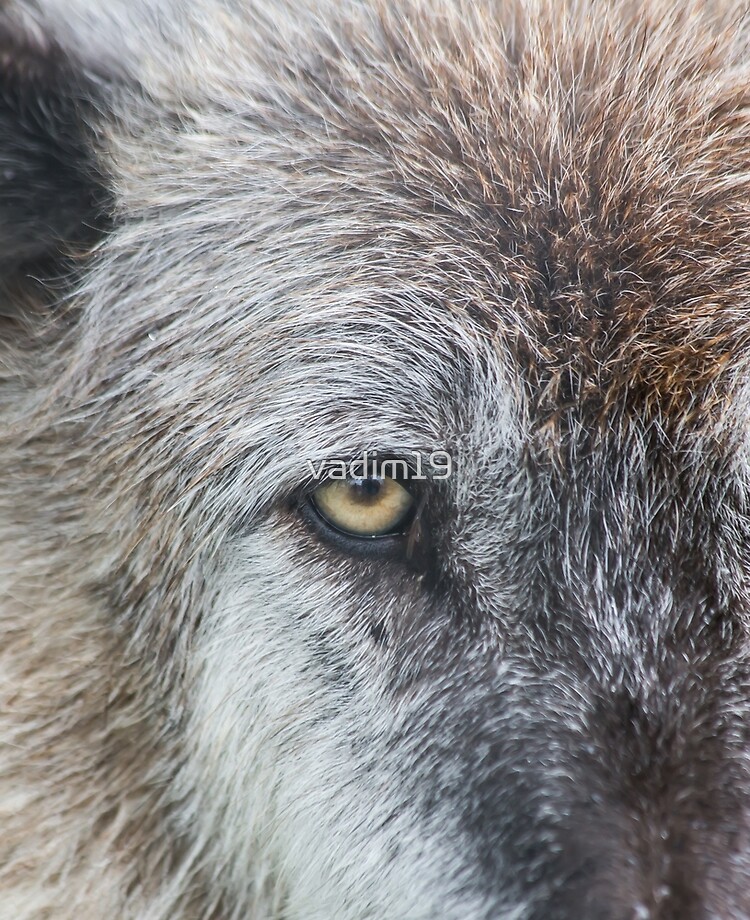 Wolves - Alaska Wildlife Conservation Center