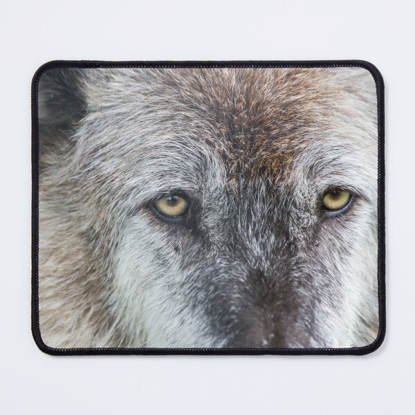 Item preview, USA. Alaska. Alaska Wildlife Conservation Center. Timber Wolf. Close Up. designed and sold by vadim19.