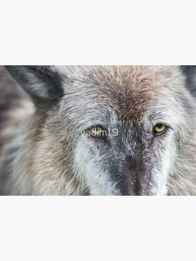 USA. Alaska. Alaska Wildlife Conservation Center. Timber Wolf. Close Up.  Poster for Sale by vadim19