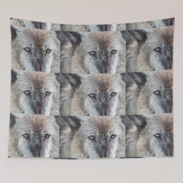 Item preview, USA. Alaska. Alaska Wildlife Conservation Center. Timber Wolf. Close Up. designed and sold by vadim19.