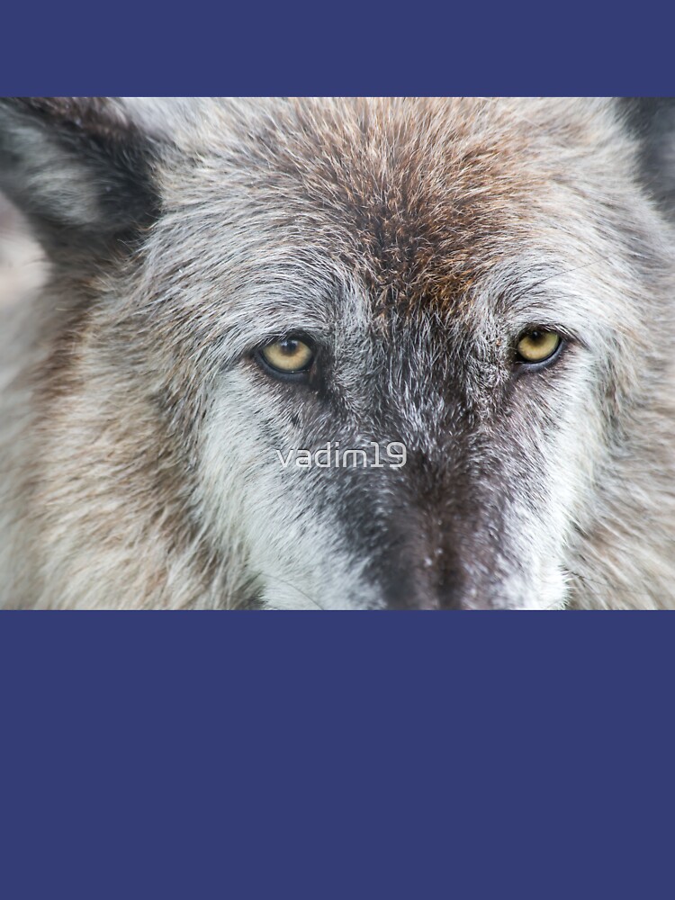 Foxes - Alaska Wildlife Conservation Center