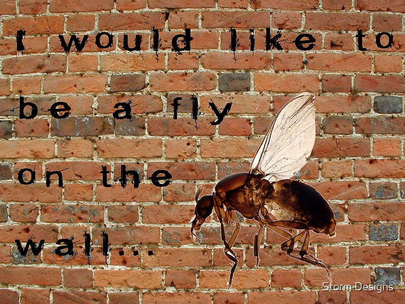 "I would like to be a fly on the wall..." by Storm Designs Redbubble