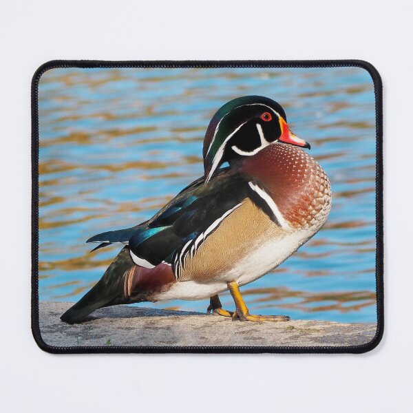Item preview, Wood Duck Posing Next To a Pond designed and sold by BackyardBirder.