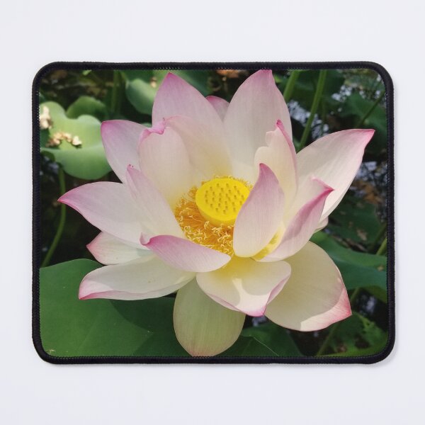 Item preview, Pink Lotus designed and sold by iAmAnAstronaut-.