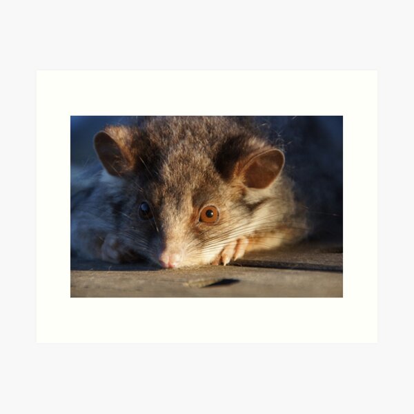 Possum - Magpie Springs - Adelaide Hills - Fleurieu Peninsula - South Australia Art Print