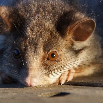 Artwork thumbnail, Possum - Magpie Springs - Adelaide Hills - Fleurieu Peninsula - South Australia by MagpieSprings
