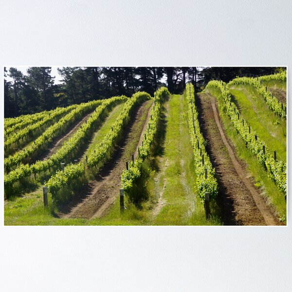 Shiraz - Magpie Springs - Adelaide Hills Wine Region - Fleurieu Peninsula - Winery Poster