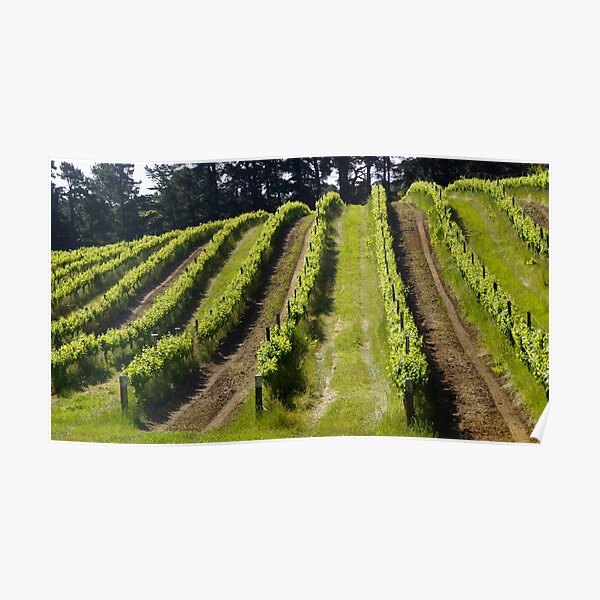 Shiraz - Magpie Springs - Adelaide Hills Wine Region - Fleurieu Peninsula - Winery Poster