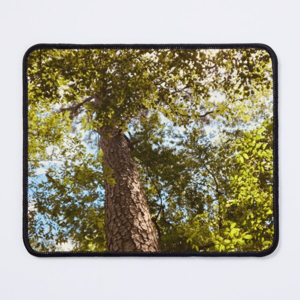 Item preview, Tall Tree in the Sun | Nature Photography designed and sold by Jacqueline Elise.