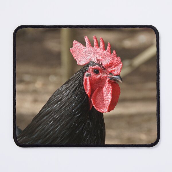 Item preview, Rooster - Magpie Springs - Adelaide Hills - by South Australian artist Avril Thomas designed and sold by MagpieSprings.