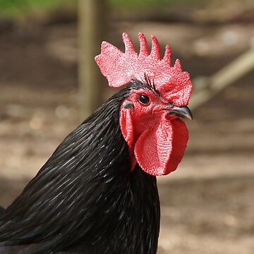 Artwork thumbnail, Rooster - Magpie Springs - Adelaide Hills - by South Australian artist Avril Thomas by MagpieSprings