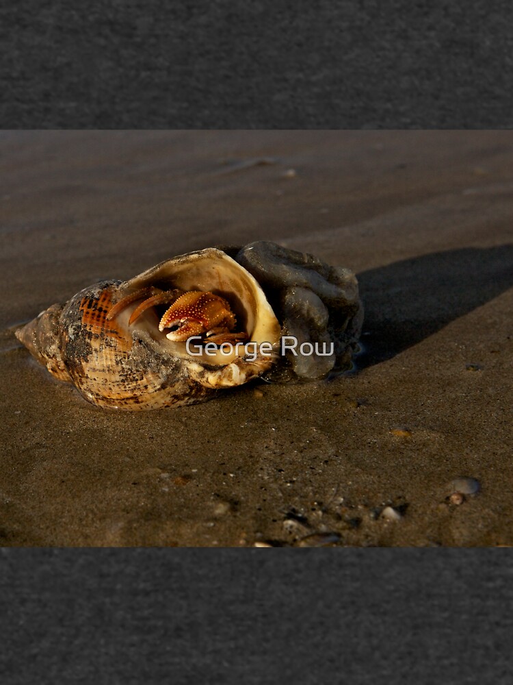 Hermit Crab on Fahan Beach by VeryIreland
