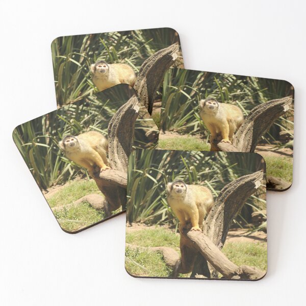 Item preview, Nature, Animal, Africa, South Africa, Monkey, Photography, BebiCervin designed and sold by BebiCervin.