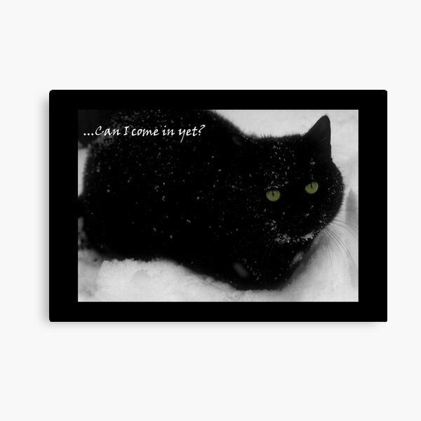 The cat who came in from the cold Canvas Print