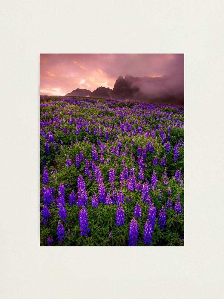 Alternate view of Sunrise over the Lupins Photographic Print