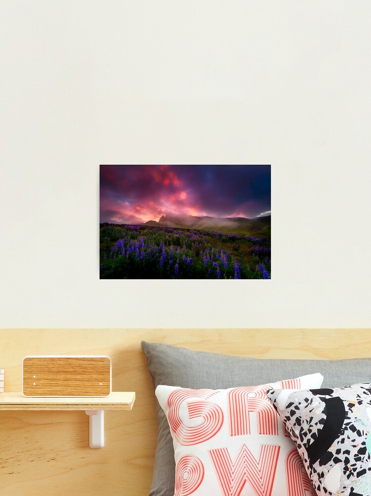 Thumbnail 2 of 3, Photographic Print, Lupins under the Midnight Sun designed and sold by paulmp.