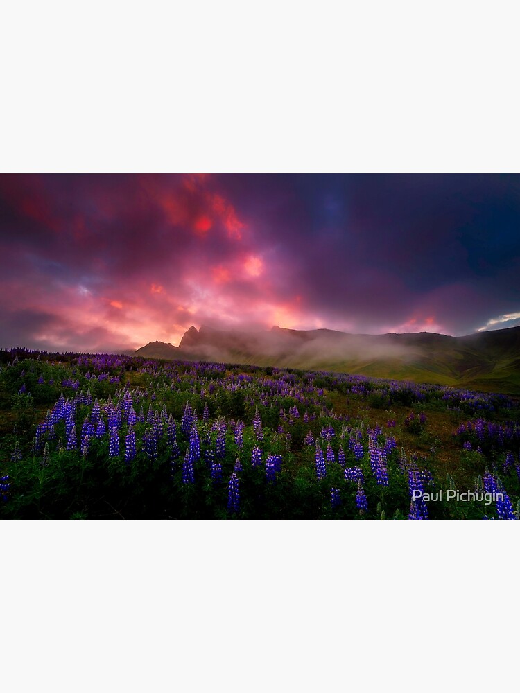 Lupins under the Midnight Sun by paulmp