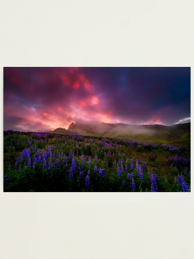 Thumbnail 1 of 3, Photographic Print, Lupins under the Midnight Sun designed and sold by paulmp.