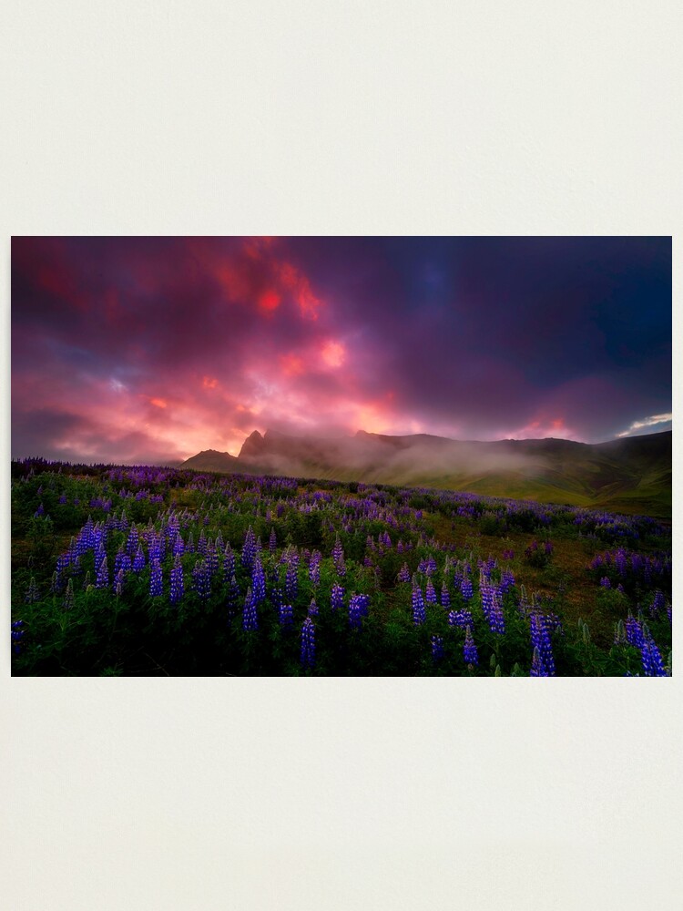Alternate view of Lupins under the Midnight Sun Photographic Print